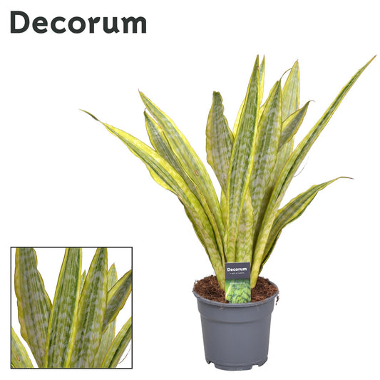 Sansevieria Aubrytniana Metallica (Decorum) - Ø17cm - ↕70cm - Pflanzfix24