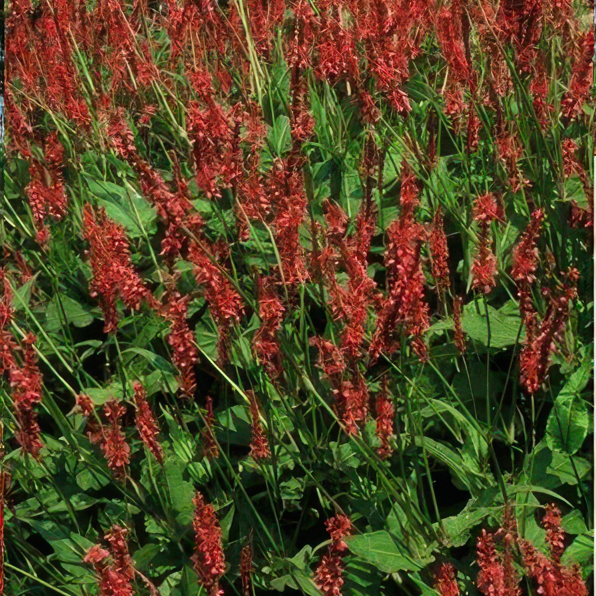 20x Persicaria amplexicaulis - ↕10-25cm - Ø9cm von Pflanzfix24.de - Pflanzfix24.de