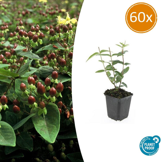 60x Hypericum inodorum 'Rheingold' - Pflanzfix24.de - Pflanzfix24.de