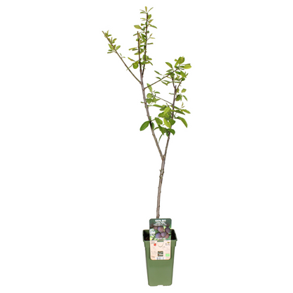 Prunus Domestica Opal - Pruim - Ø19cm - ↕60cm - Pflanzfix24