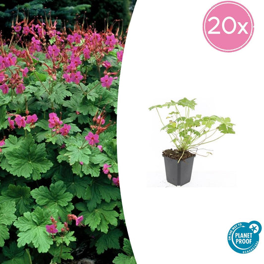 20x Premium Geranium macr. 'Czakor' (↕10-25cm - Ø9cm) von Pflanzfix24.de - Pflanzfix24.de