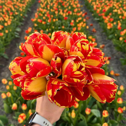 Flowerbulbs Amsterdam - Banja Luka - 15 Blumenzwiebeln - Größe 12+ - Pflanzfix24