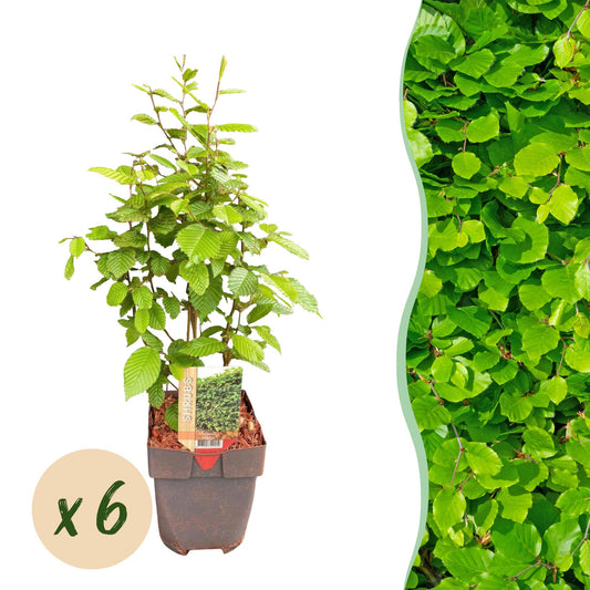 Pflanzfix24.de - Carpinus betulus Heckenpflanzen - 6 Pflanzen - 1 laufender Meter - Pflanzfix24.de