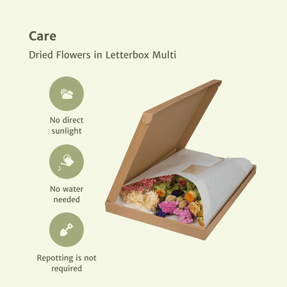 Trockenblumen Multi im Briefkasten – Pflanzfix24.de - Pflanzfix24.de
