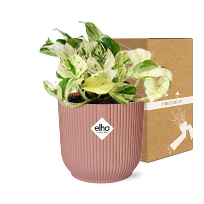 Epipremnum Pinnatum Happy Leaf in ELHO Vibes Fold 14cm roze bei Pflanzfix24