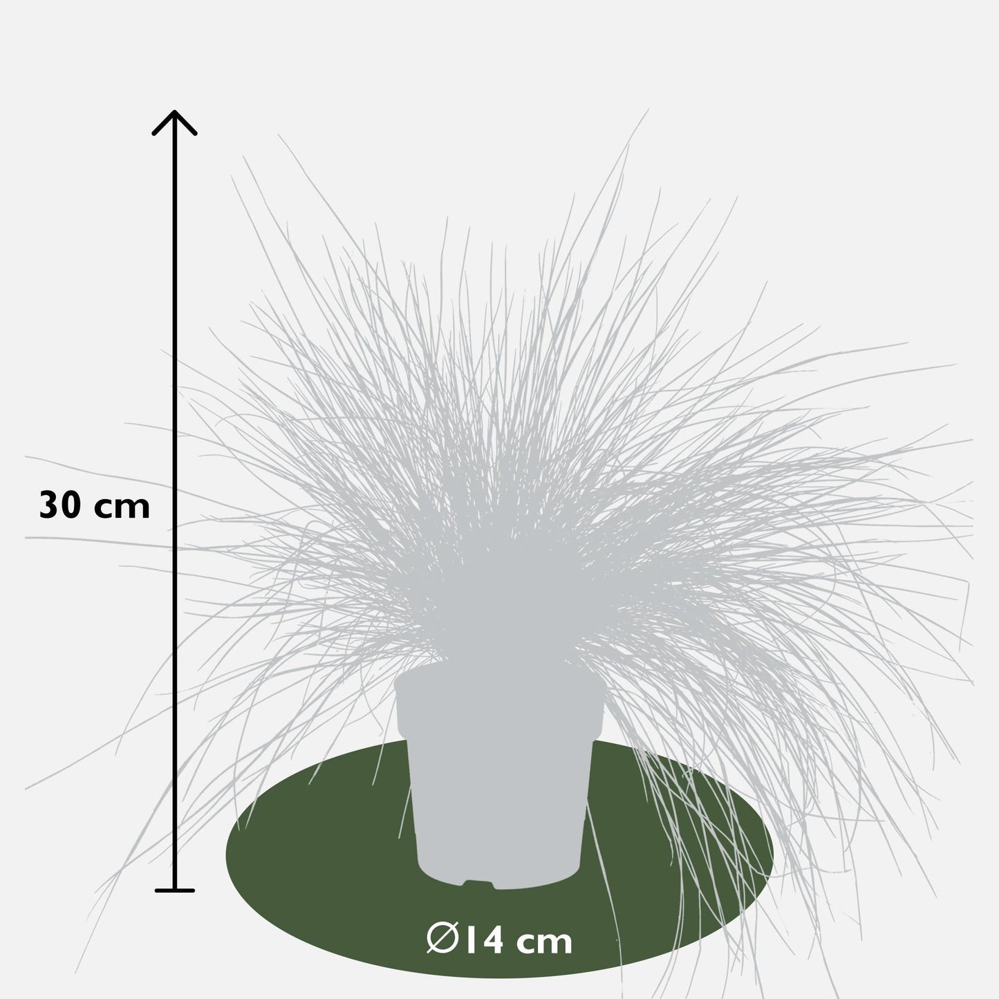 Festuca glauca Azura Blue - Ø14 - ↨30cm - Pflanzfix24