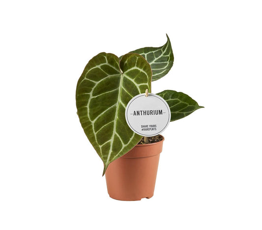 Anthurium Crystallinum - Ø12cm - ↕20cm bei Pflanzfix24.de - Pflanzfix24.de