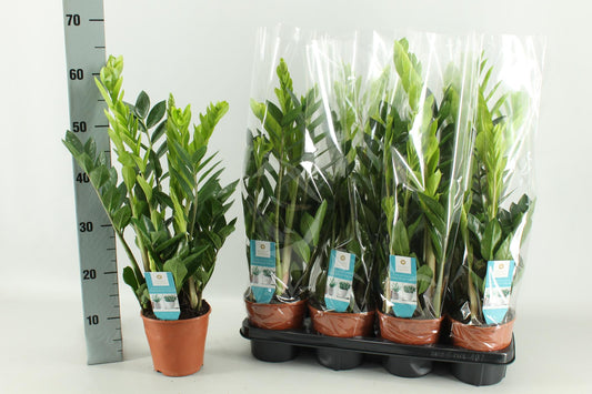 Zamioculcas ca. 65 cm im 14 cm Topf – Pflanzfix24