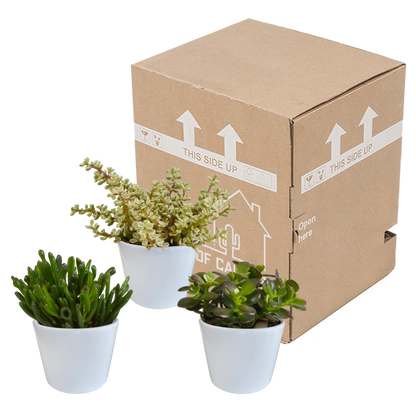 Crassula-Mischung 10,5 cm - 3x - in weißer Topf - Pflanzfix24.de - Pflanzfix24.de