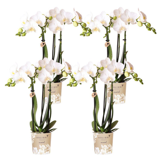 4er Set Phalaenopsis Amabilis Weiß Ø9cm – Pflanzfix24.de - Pflanzfix24.de