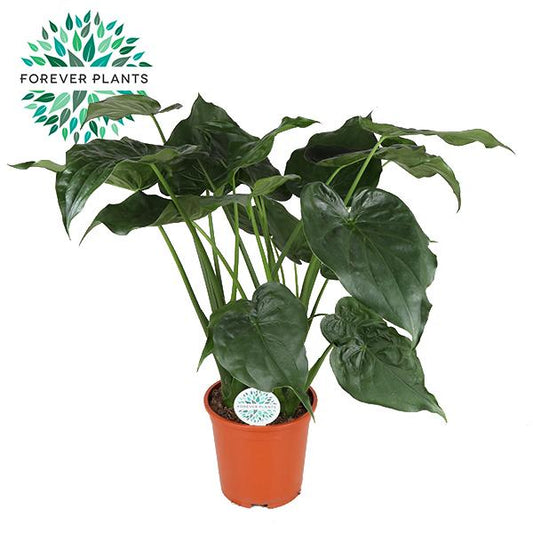 Alocasia Cucullata P - Ø27cm - ↕120cm - Pflanzfix24