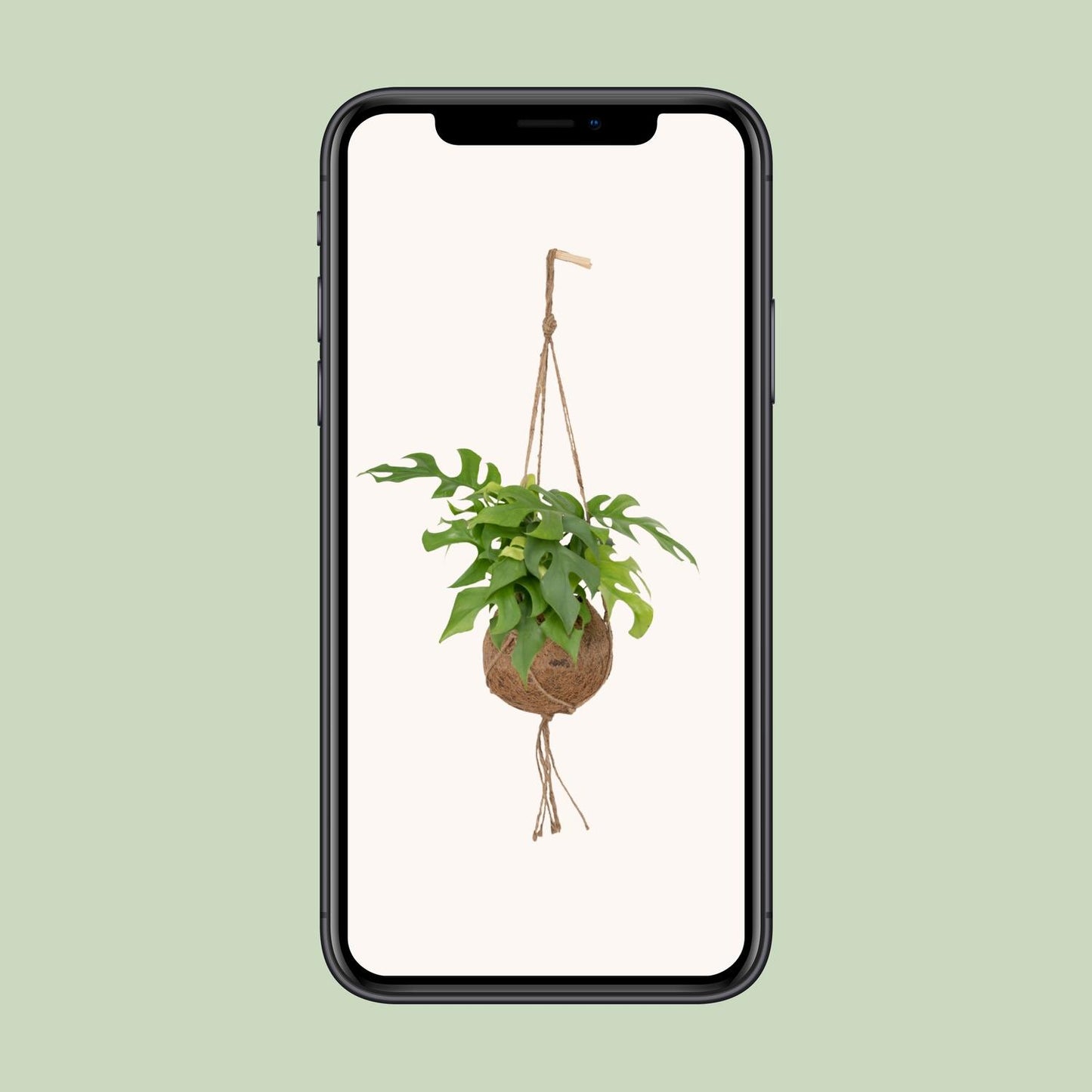 Monstera Minima im Kokodama – Lochpflanze Ø15cm | Pflanzfix24.de - Pflanzfix24.de