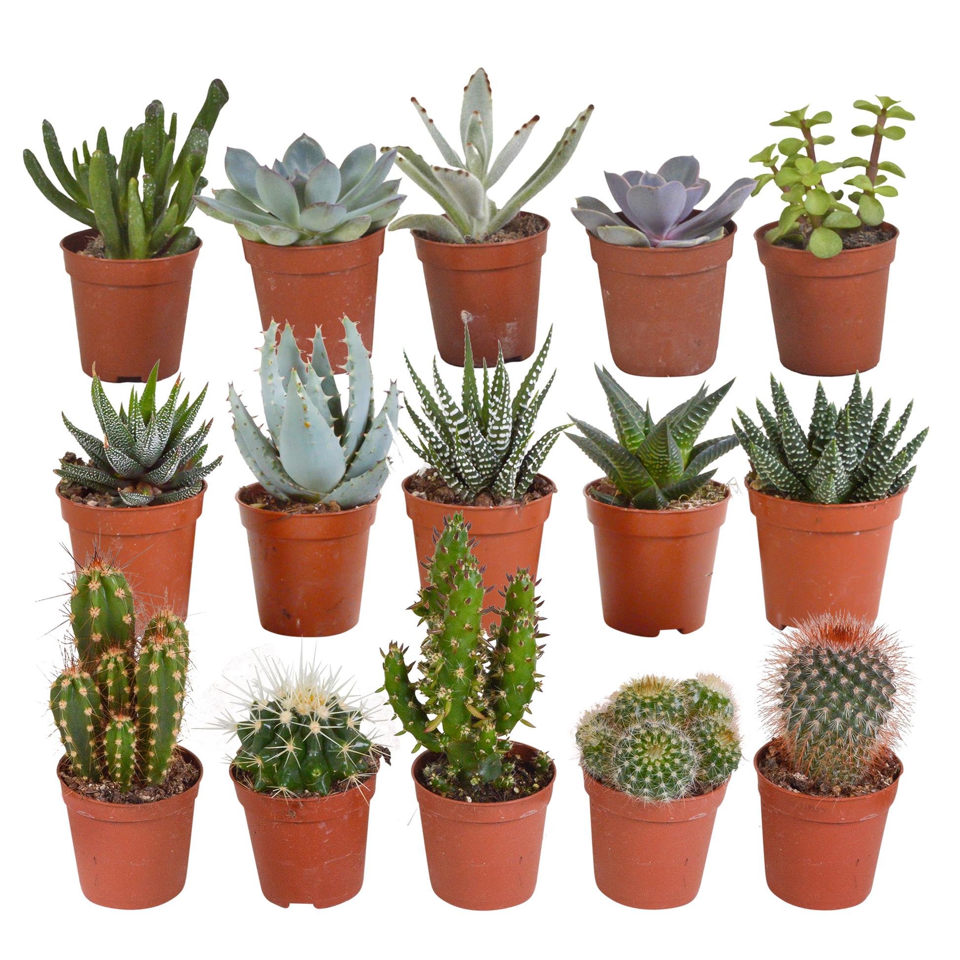Cactus en vetplanten Mischung 5,5 cm | 15 stück - zonder pot bei Pflanzfix24.de - Pflanzfix24.de