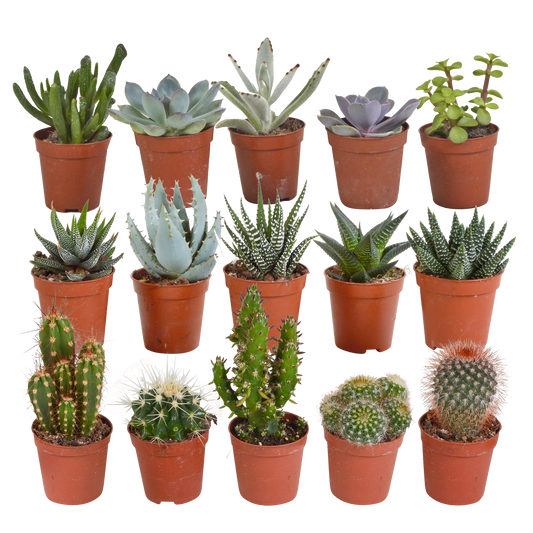 Cactus en vetplanten Mischung 5,5 cm | 15 stück - zonder pot bei Pflanzfix24.de - Pflanzfix24.de