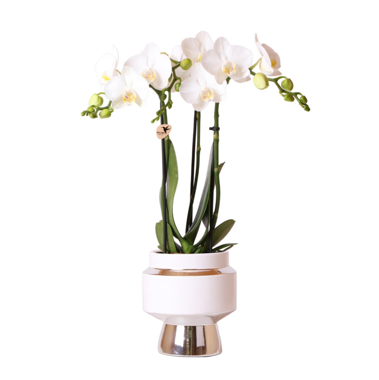Orchidee Amabilis stilvoll Ø9cm Silbertopf 40cm – Pflanzfix24.de - Pflanzfix24.de