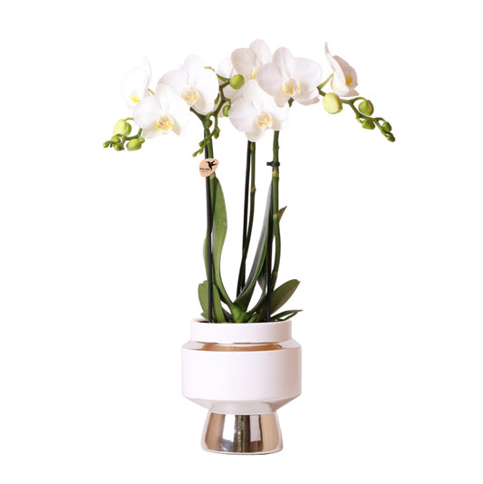 Orchidee Amabilis stilvoll Ø9cm Silbertopf 40cm – Pflanzfix24.de - Pflanzfix24.de
