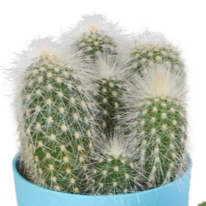 Kakteenmischung 5,5 cm - 5x - in gekleurde plasticpot - Pflanzfix24.de - Pflanzfix24.de