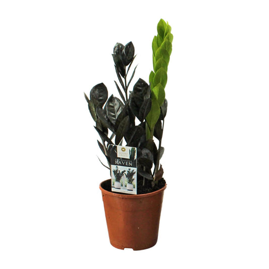 Zamioculcas Raven - Ø14cm - ↕45cm bei Pflanzfix24