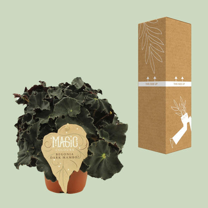 Begonia Rex Dark Mambo - Ø12 ↕25 von Pflanzfix24