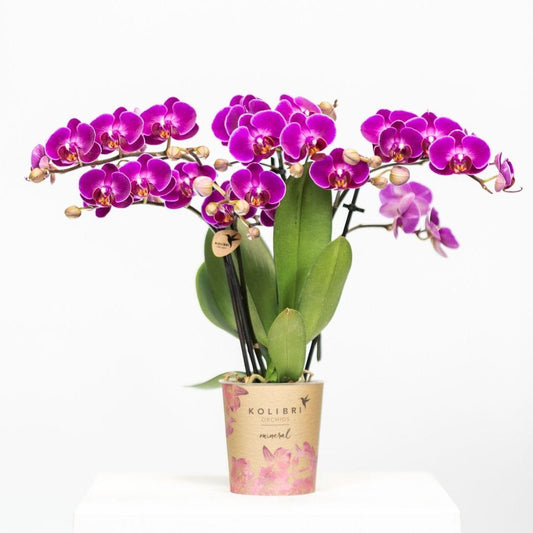 Phalaenopsis Orchidee 'Morelia' Lila Ø9cm | blühende Zimmerpflanze | Pflanzfix24.de - Pflanzfix24.de