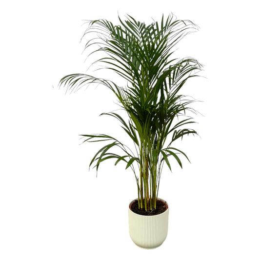 Areca Palm - 110cm - Ø21cm inkl. elho Vibes Fold Round weiß D22xH20 - Pflanzfix24.de - Pflanzfix24.de