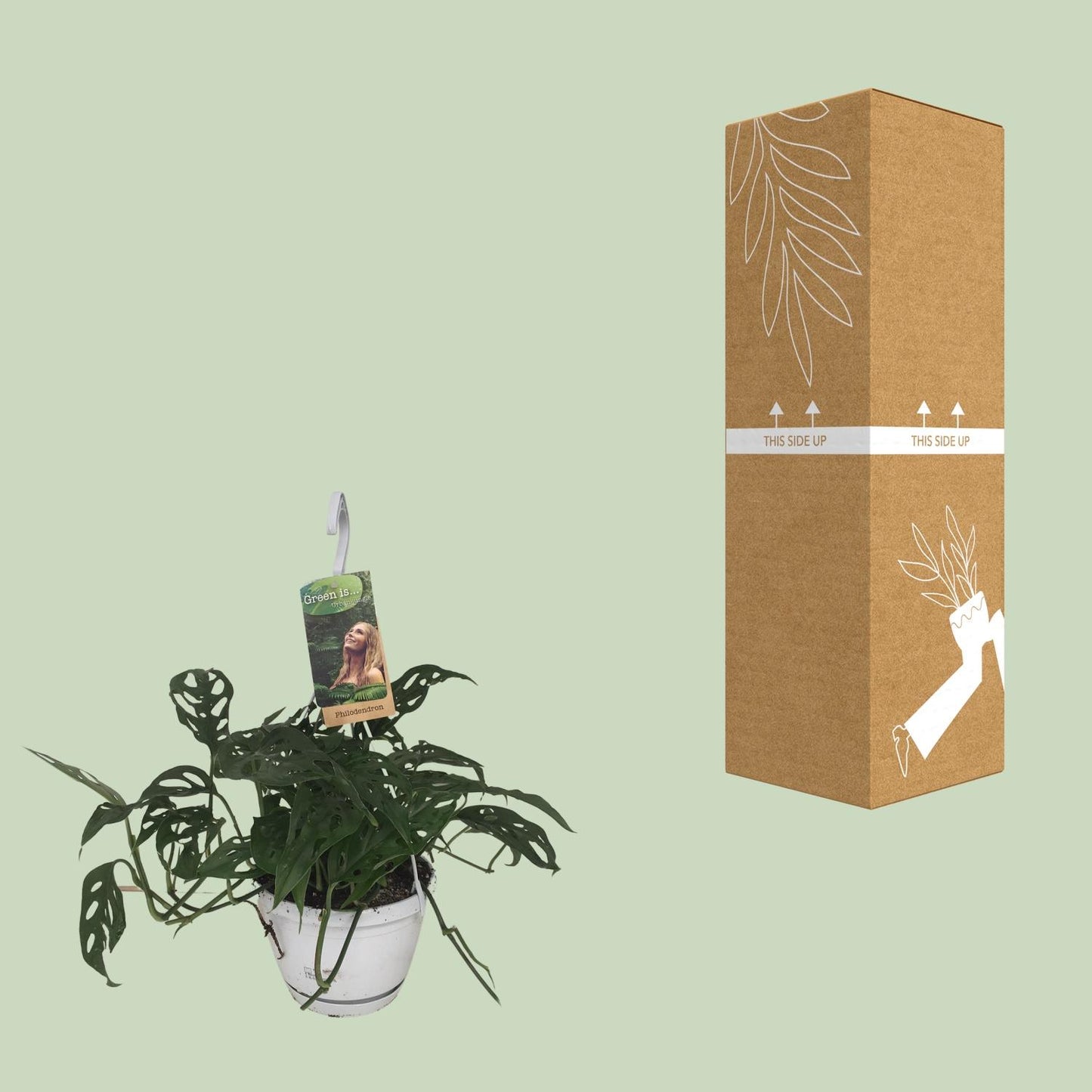 Monstera Obliqua - Ø17cm - ↕40cm - Pflanzfix24