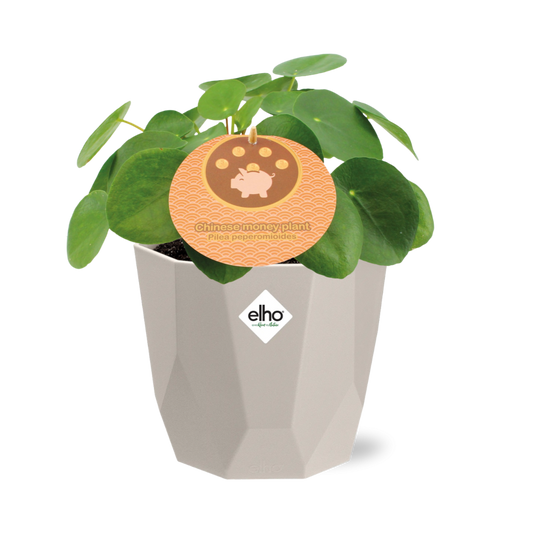 Pilea Peperomioides 12cm in ELHO b.for rock 14 cm warm grey - Pflanzfix24
