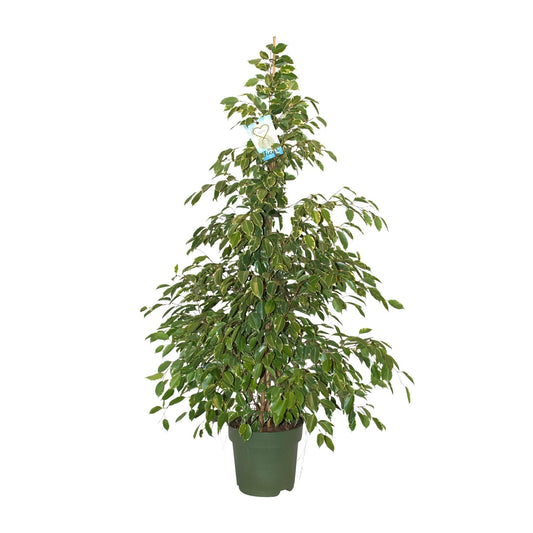 Ficus Benjamina Golden King - Ø27cm - ↕130cm - Pflanzfix24