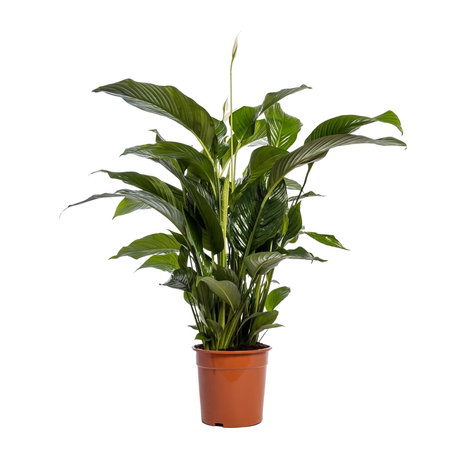Friedenslilie Spathiphyllum Bellini – ca. 100 cm | Pflanzfix24.de - Pflanzfix24.de