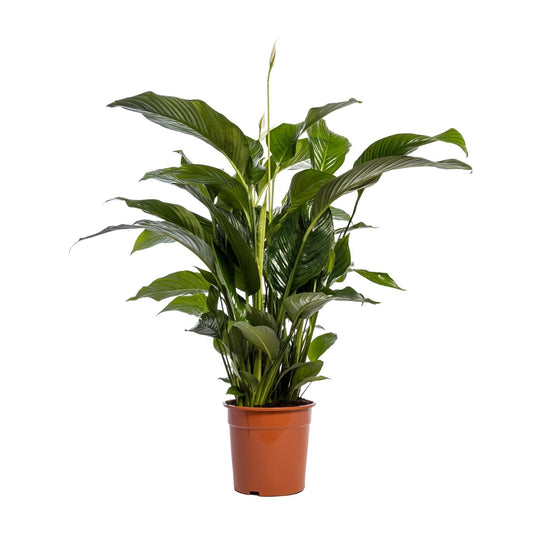 Friedenslilie Spathiphyllum Bellini – ca. 100 cm | Pflanzfix24.de - Pflanzfix24.de