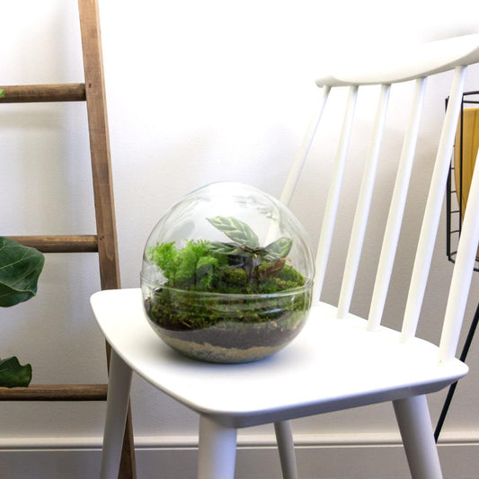 Flaschengarten - DIY Terrarium Set - Dome - ↕ 20 cm - Rake + Shovel - Pflanzfix24.de - Pflanzfix24.de