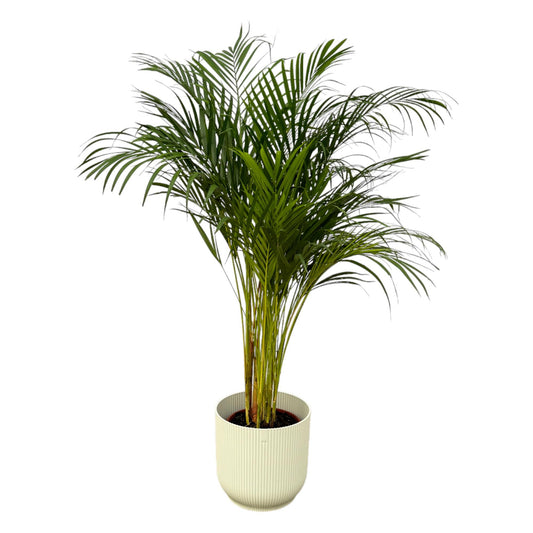 Areca Palm - 130cm - Ø24cm inkl. elho Vibes Fold Round weiß D30xH27 - Pflanzfix24.de - Pflanzfix24.de