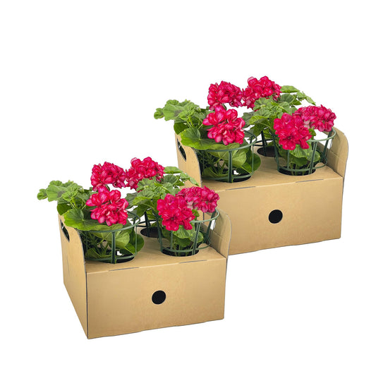 8x Pelargonium peltatum Mexica Ruby Ø12 cm - ↕20 cm - Pflanzfix24