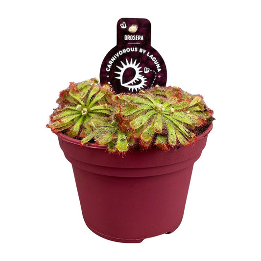 Drosera Aliciae - Ø12cm - ↕12cm bei Pflanzfix24.de - Pflanzfix24.de