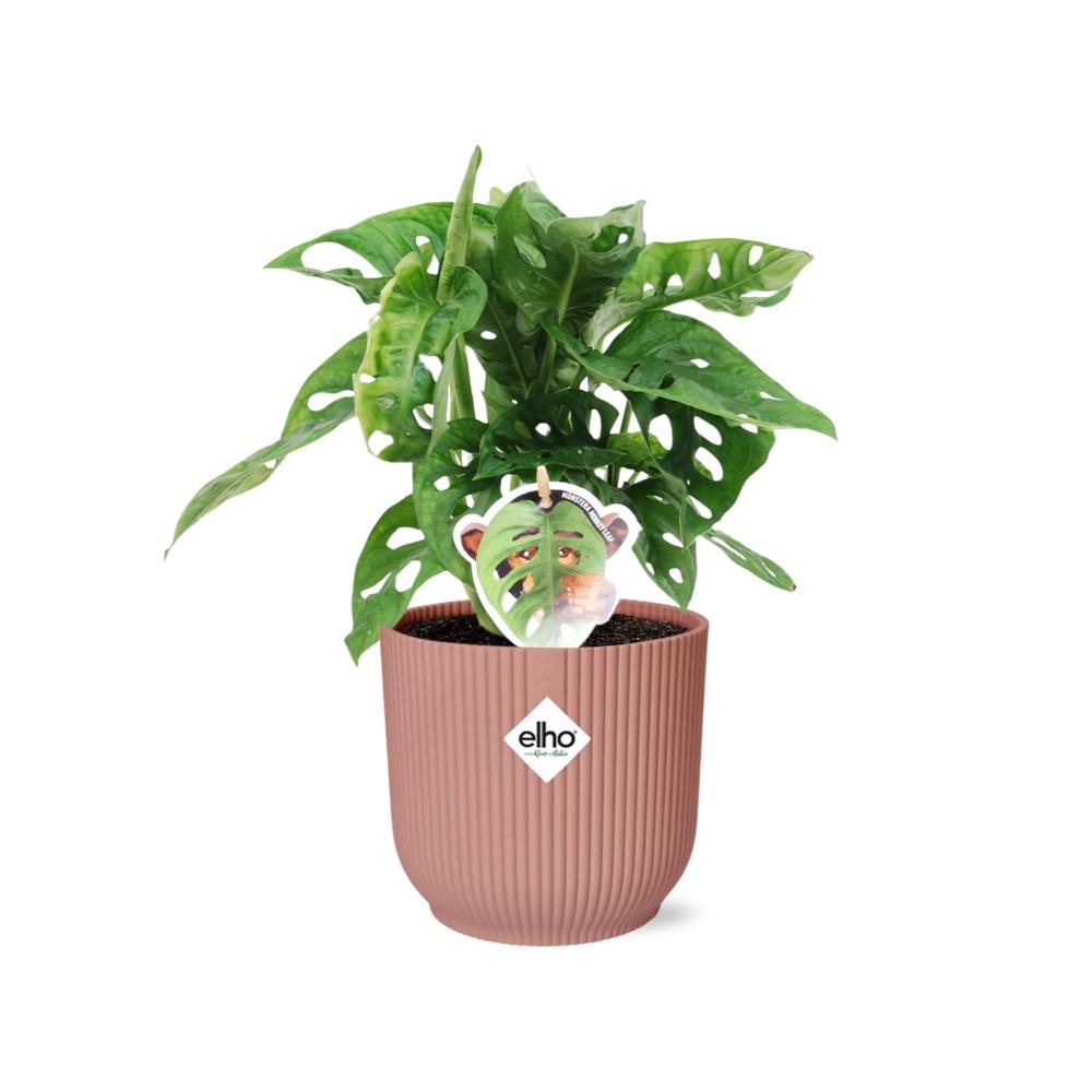 Monstera ‚Monkey Leaf‘ im ELHO Fold 14cm Topf rosa | Pflanzfix24