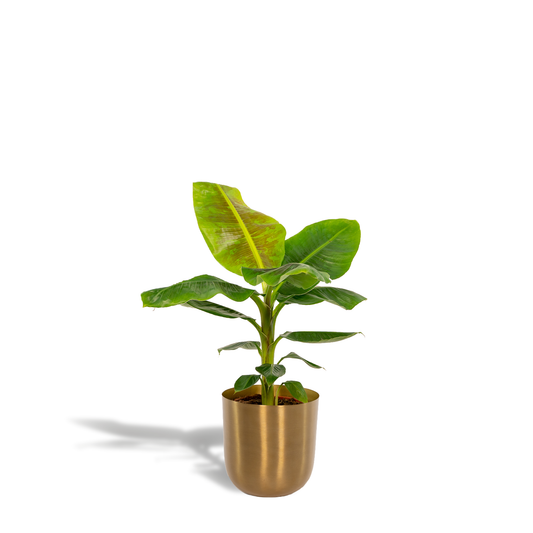 Musa Dwarf Cavendish - Ø21cm - ↕90cm + Topf Mayk Gold - Pflanzfix24