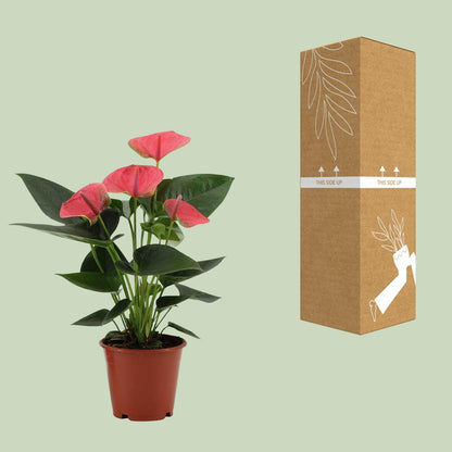 Anthurium Sweet Dream - Ø12cm - ↕36cm - Pflanzfix24