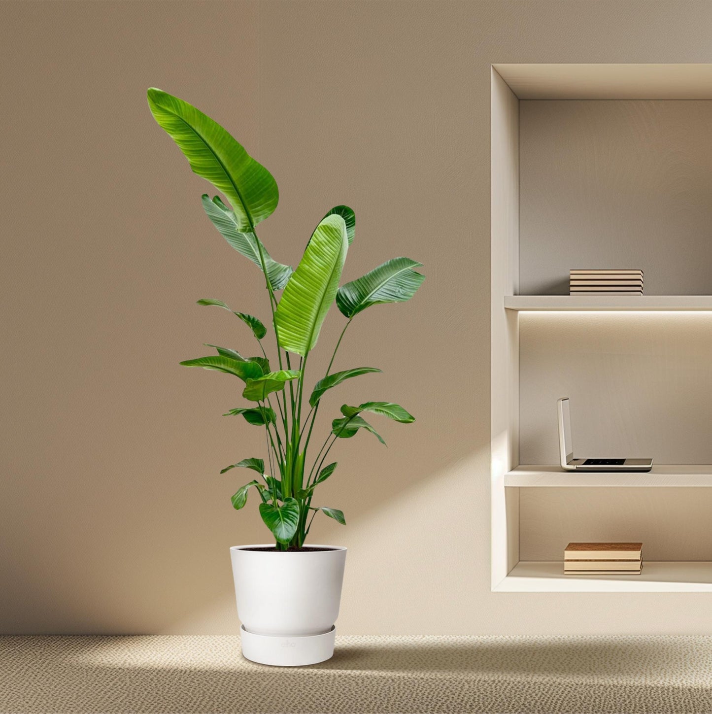 Strelitzia Nicolai Ø24-27cm 180-190cm Zimmerpflanze – Pflanzfix24.de - Pflanzfix24.de