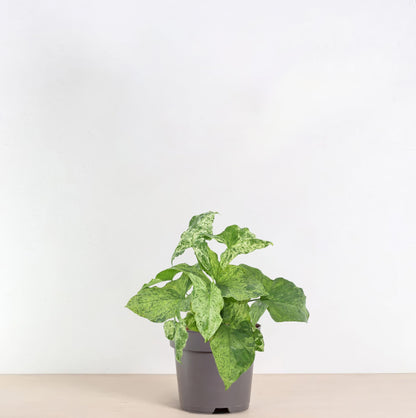 Syngonium Mottled Ø12cm – marmorierte Zimmerpflanze bei Pflanzfix24.de - Pflanzfix24.de