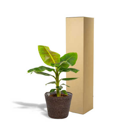 Musa Dwarf Cavendish - Ø21cm - ↕90cm + Korb Igmar - Pflanzfix24