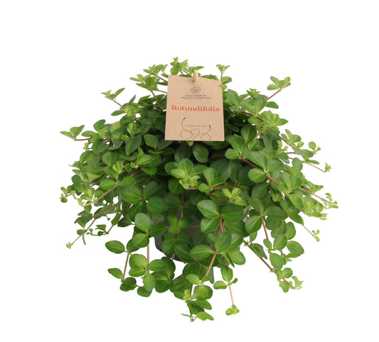Peperomia Rotundifolia 14 Cm - Pflanzfix24