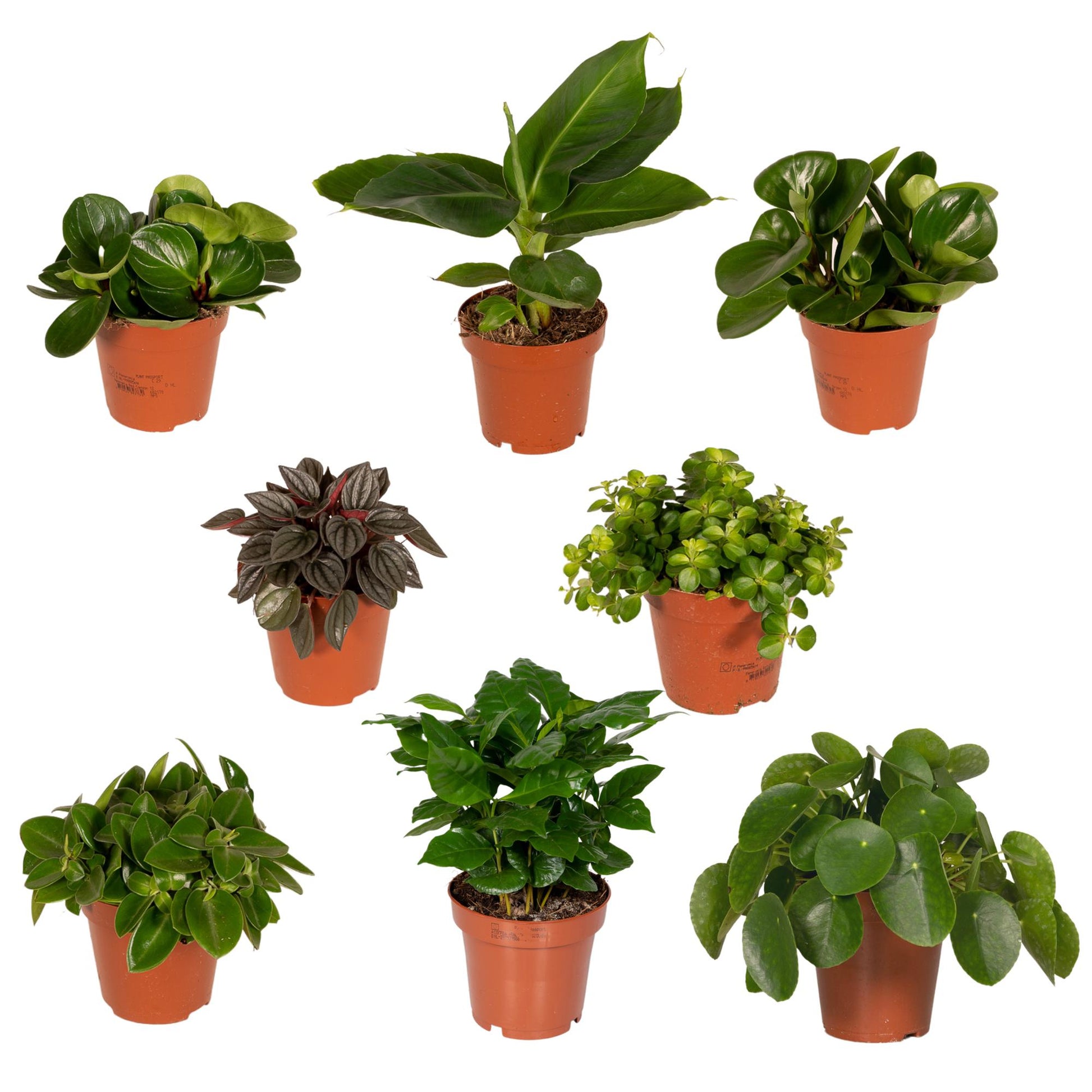 Überraschungsbox - Ø12cm -Überraschungsbox Pflanze Ø12 cm – 8er Set | Pflanzfix24.de ↕25cm - x8 - Pflanzfix24.de