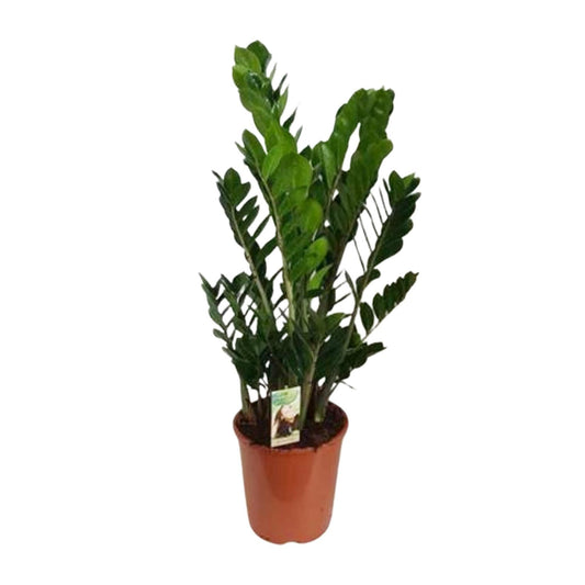 Zamioculcas Zamiifolia - Ø27cm - ↕100cm - Pflanzfix24