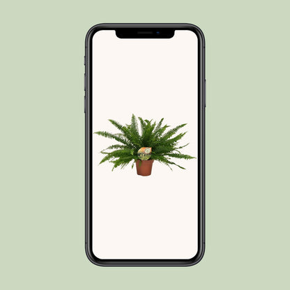 Nephrolepis „Grüne Dame“ Boston-Farn Ø17cm | Pflanzfix24.de - Pflanzfix24.de