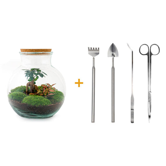 DIY Flaschengarten - Teddy Bonsai Terrarium Set - Pflanzfix24
