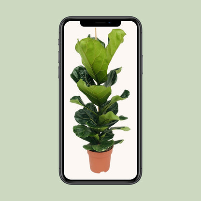 Ficus Lyrata - Ø21cm - ↕100cm - pflanzfix24