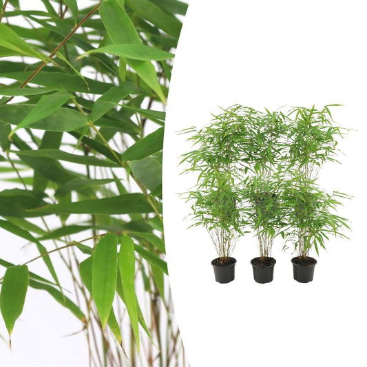 6x Fargesia Rufa Bambus Set - Pflanzfix24.de - Pflanzfix24.de