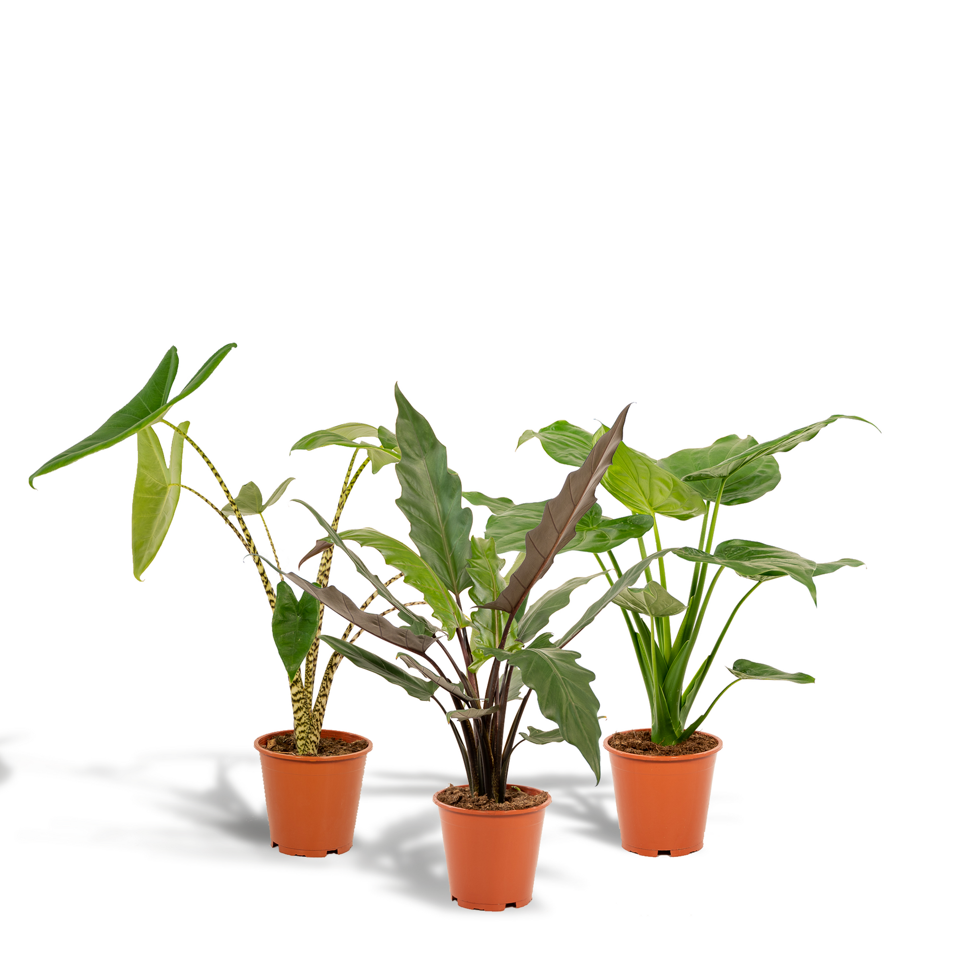 Alocasia Zebrina + Alocasia Cucullata + Alocasia Lauterbachiana - Set - Pflanzfix24.de - Pflanzfix24.de