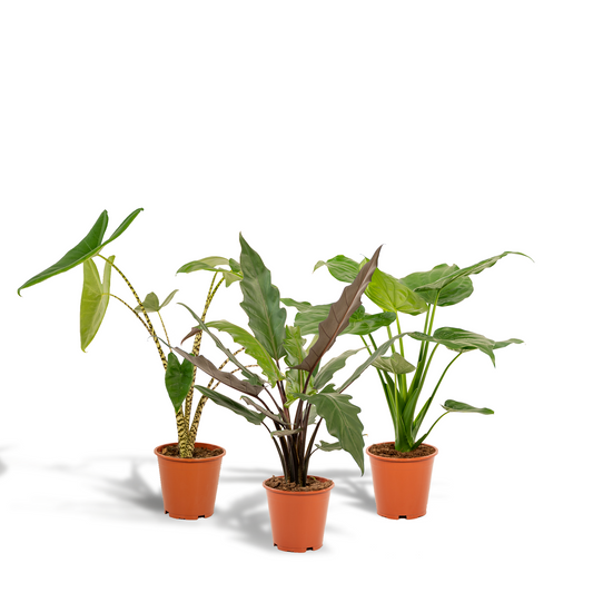 Alocasia Zebrina + Alocasia Cucullata + Alocasia Lauterbachiana - Set - Pflanzfix24.de - Pflanzfix24.de