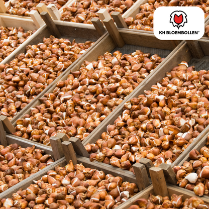Tulpenbollen Ile de France – 20 Stuks | KH Bloembollen® - Pflanzfix24